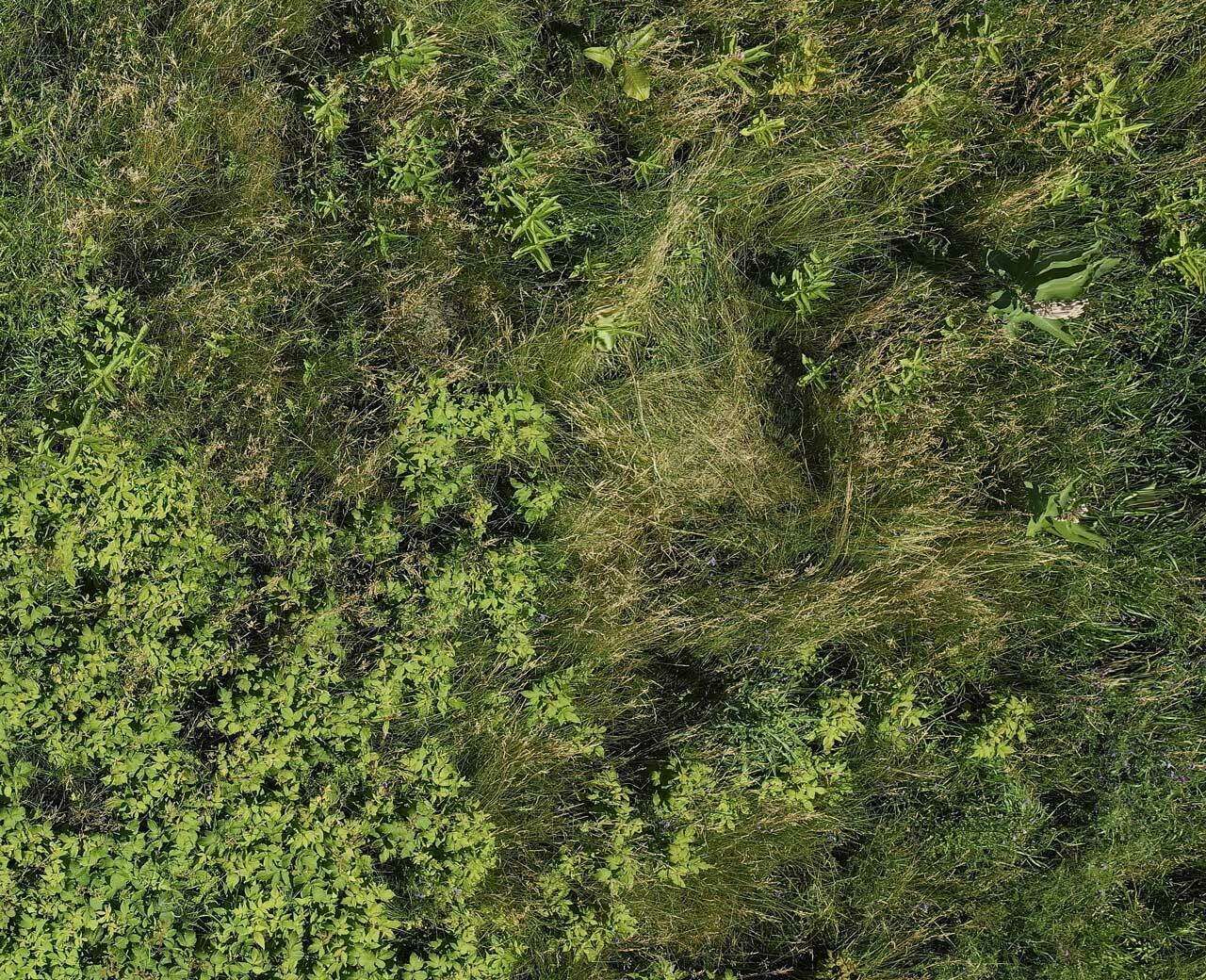 phragmites_2.jpg