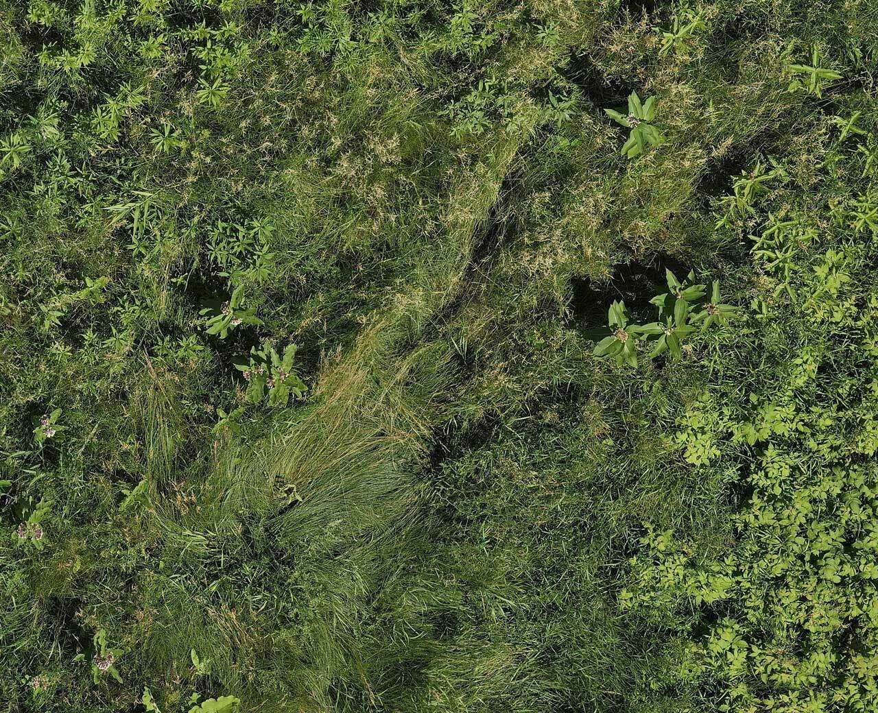 phragmites_3.jpg