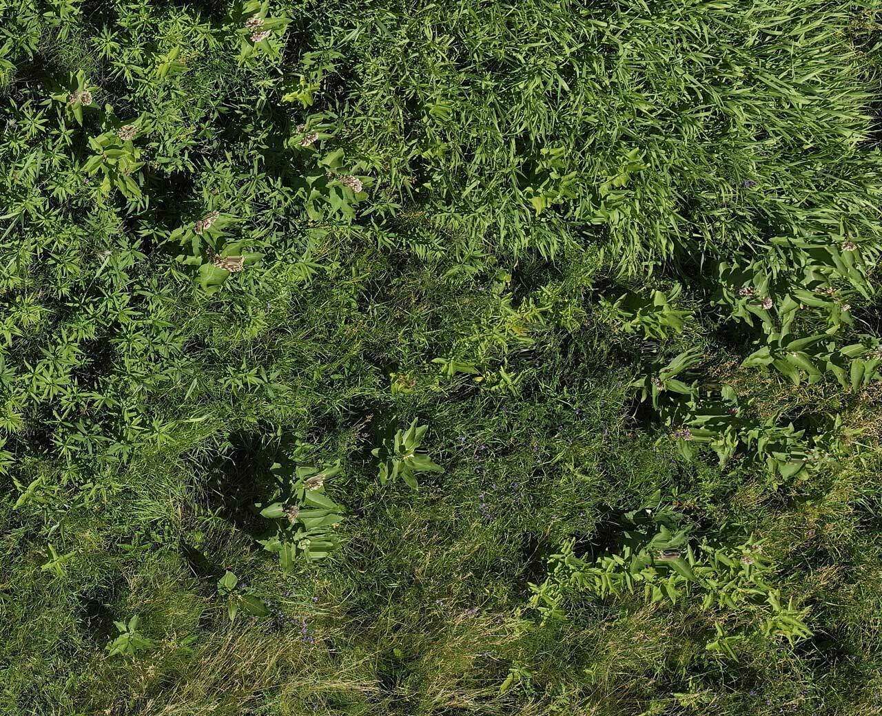 phragmites_4.jpg