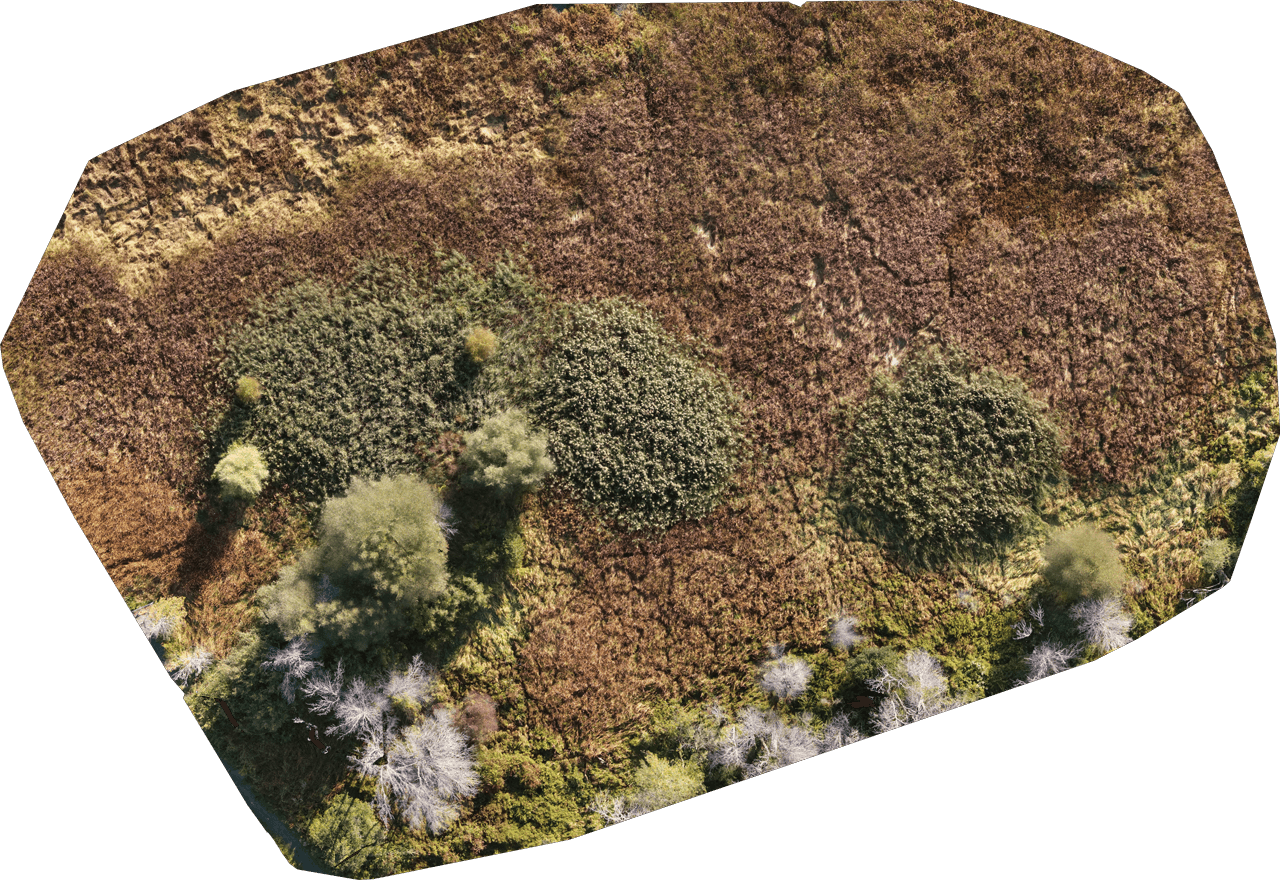 phragmites_5.png