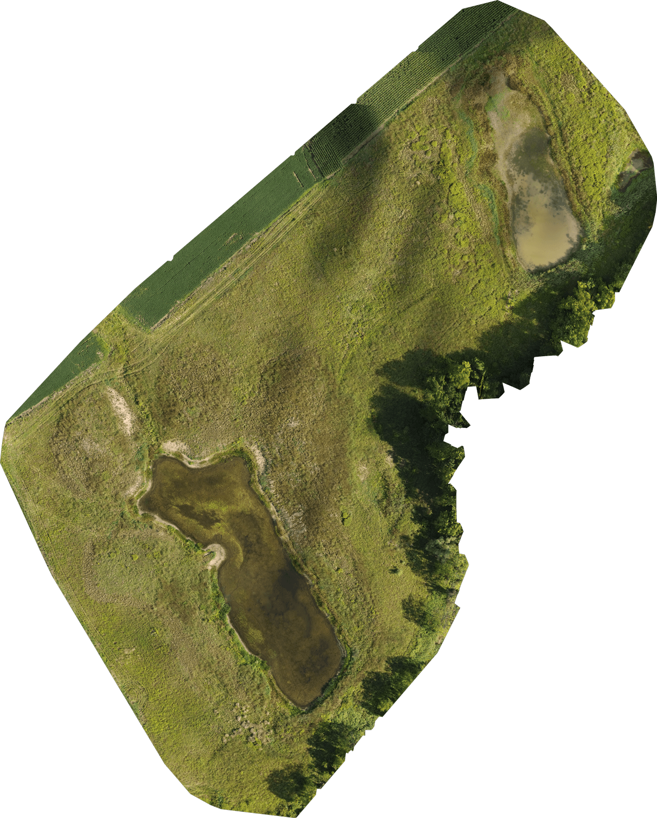 phragmites_6.png