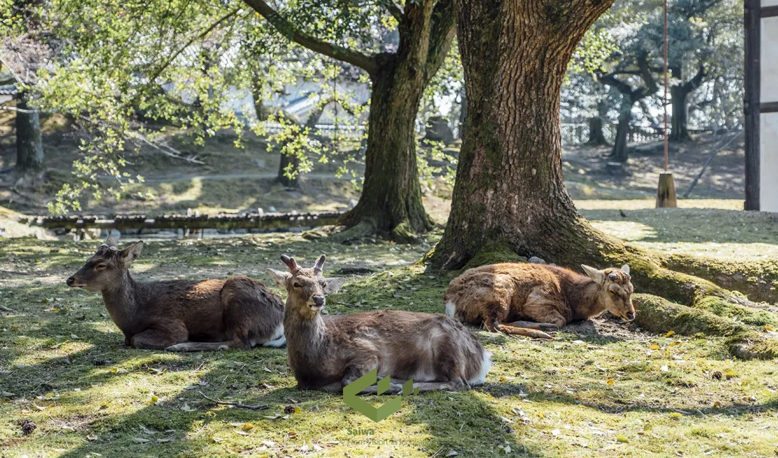 Three brown sika deer resting in a sunny park. One stag with antlers is visible, with two others lying down near large tree trunks on a patch of green grass with dappled light.
