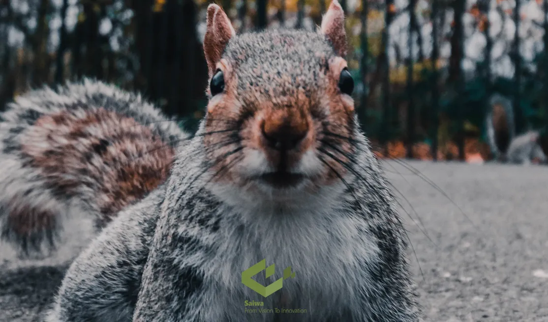 Cute squirrel looking at the camera